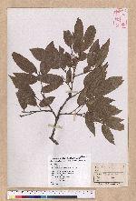 Quercus tatakaensis Tomiya 銳葉高山櫟