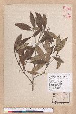 Litsea akoensis Hayata 屏東木薑子