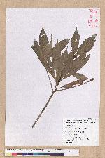 Machilus japonica Siebold et Zucc. 日本楨楠(假長葉楠)