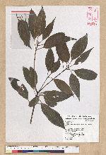 Neolitsea parvigemma (Hayata) Kanehira & Sasaki 小芽新木薑子