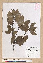 Neolitsea parvigemma (Hayata) Kanehira & Sasaki 小芽新木薑子