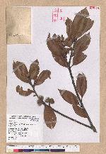 Cyclobalanopsis sessilifolia (Blume) Schottky 毽子櫟