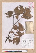 Pasania ternaticupula (Hayata) Schott 三斗石櫟