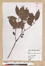 Neolitsea variabillima (Hayata) Kanehira & Sasaki 變葉新木薑子
