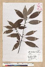 Neolitsea sericea (Blume) Koidz. 白新木薑子