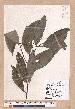 Cinnamomum austrosinense H. T. Chang 牡丹葉桂皮