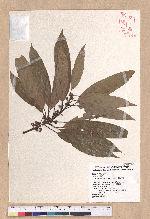 Litsea acuminata (Blume) Kurata 長葉木薑子