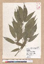 Cyclobalanopsis stenophylloides (Hayata) Kudo & Masamune ex Kudo 狹葉櫟