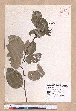 Cinnamomum zeylanicum Nees 錫蘭樟(錫蘭肉桂)