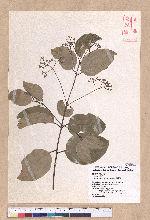 Cinnamomum zeylanicum Nees 錫蘭樟(錫蘭肉桂)