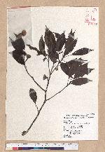 Cyclobalanopsis longinux (Hayata) Schott. 錐果櫟