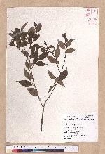 Lindera akoensis Hayata 內冬子