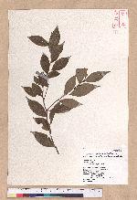 Lindera akoensis Hayata 內冬子