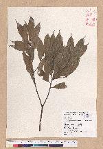 Cyclobalanopsis sessilifolia (Blume) Schottky 毽子櫟