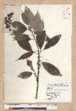 Neolitsea sericea (Blume) Koidz. 白新木薑子