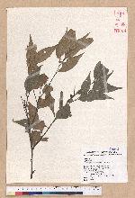 Castanopsis carlesii (Hemsl.) Hayata 長尾栲