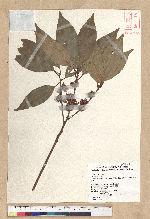 Neolitsea variabillima (Hayata) Kanehira & Sasaki 變葉新木薑子