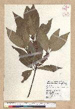 Neolitsea variabillima (Hayata) Kanehira & Sasaki 變葉新木薑子