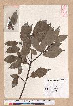 Cyclobalanopsis glauca (Thunb.) Oerst. 青剛櫟