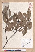 Cyclobalanopsis glauca (Thunb.) Oerst. 青剛櫟