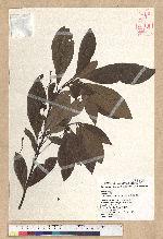 Phoebe formosana (Hayata) Hayata 臺灣雅楠