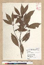 Neolitsea variabillima (Hayata) Kanehira & Sasaki 變葉新木薑子