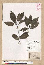 Neolitsea parvigemma (Hayata) Kanehira & Sasaki 小芽新木薑子