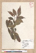 Machilus konishii Hayata 小西氏楠