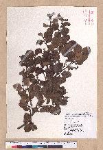 Lindera akoensis Hayata 內冬子