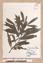 Pasania dodonaeifolia (Hayata) Hayata 柳葉柯