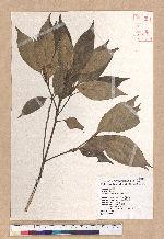 Pasania rhombocarpa Hayata 菱果石櫟