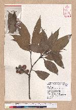 Pasania ternaticupula (Hayata) Schott 三斗石櫟