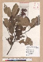 Pasania rhombocarpa Hayata 菱果石櫟