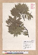 Pasania konishii (Hayata) Schottky 油葉石櫟