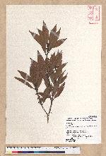 Litsea lii Chang var. nunkao-tahangensis (Liao) Liao 能漢木薑子