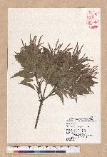 Pasania kodaihoensis (Hayata) Li 后大埔石櫟