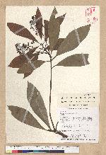 Persea japonica (Siebold & Zucc.) Kosterm.
