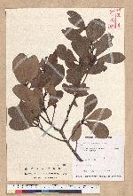 Persea obovatifolia (Hayata) Kostermans 倒卵葉楠