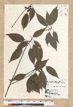 Neolitsea parvigemma (Hayata) Kanehira & Sasaki 小芽新木薑子
