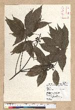 Neolitsea parvigemma (Hayata) Kanehira & Sasaki 小芽新木薑子
