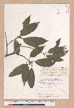 Cyclobalanopsis stenophylloides (Hayata) Kudo & Masamune ex Kudo 狹葉櫟