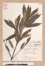 Cyclobalanopsis gilva (Blume) Oerst. 赤皮