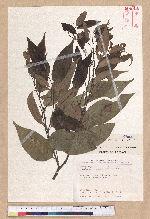 Castanopsis carlesii (Hemsl.) Hayata 長尾栲