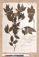 Lindera communis Hemsl. 香葉樹