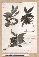 Litsea cubeba (Lour.) Persoon 山胡椒