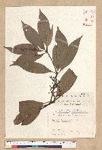 Neolitsea konishii (Hayata) Kanehira & Sasaki 五掌楠