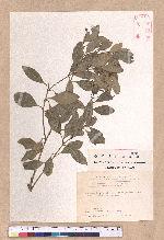 Cinnamomum reticulatum Hayata 土樟
