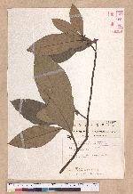 Litsea akoensis Hayata 屏東木薑子