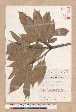 Pasania harlandii (Hance) Oersted 短尾柯