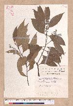 Cinnamomum austrosinense H. T. Chang 牡丹葉桂皮